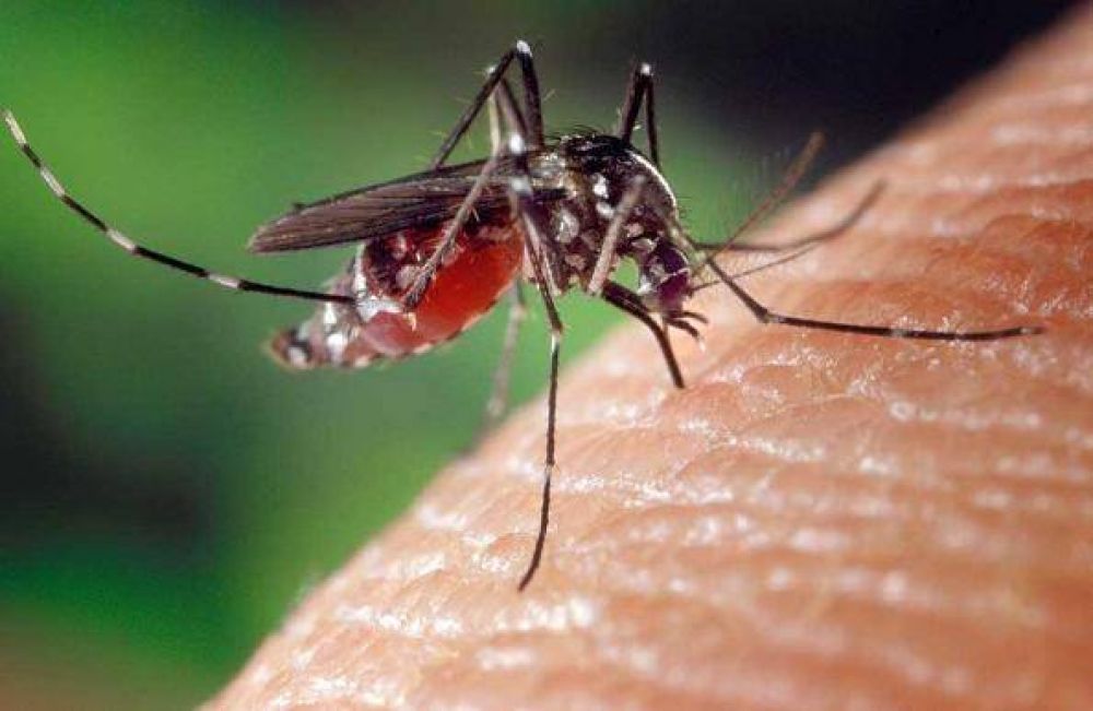 Alta presencia de mosquitos Aedes en los barrios de Posadas