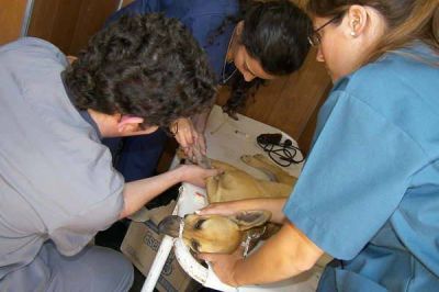Este domingo se har� en la ciudad de Clodomira una castraci�n canina