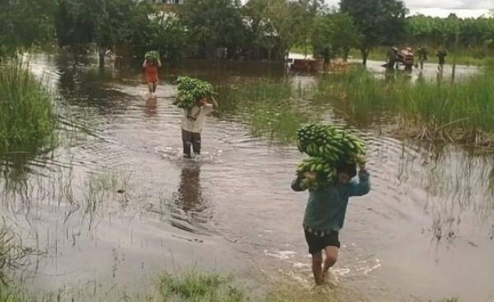 Ante la negaci�n de emergencia:  Productores bananeros perseveran en la adversidad castigados por el gobierno y las lluvias