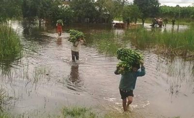 Ante la negaci�n de emergencia:  Productores bananeros perseveran en la adversidad castigados por el gobierno y las lluvias