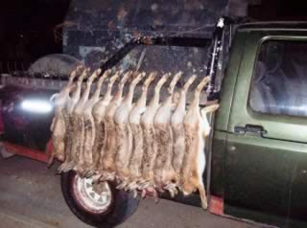 Est� abierta la temporada de caza de liebre