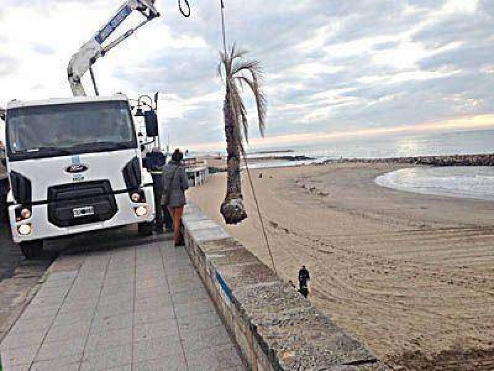 Trasladaron al vivero municipal las palmeras de la playa en Perla Norte
