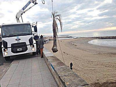 Trasladaron al vivero municipal las palmeras de la playa en Perla Norte