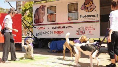 Esterilizaci�n y vacunaci�n gratuitas
