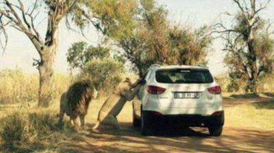 Captan el instante en que una leona mat� a la editora de 