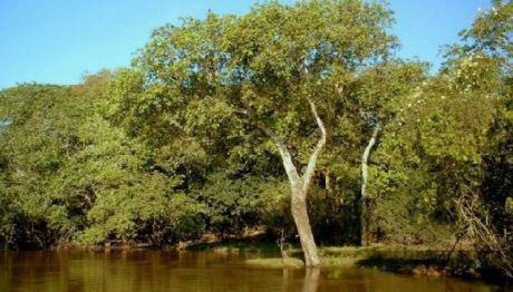 Entregan fondos para la conservacin de bosques nativos en Corrientes