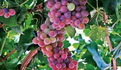 Cosecha 2015: incrementaron la graduaci�n alcoh�lica de los vinos