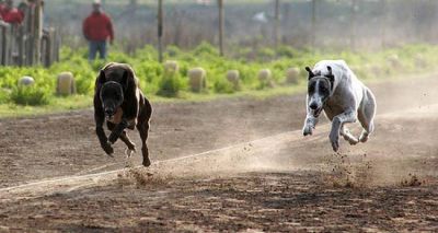 Carreras de Galgos: Britos trabaja en un proyecto para prohibirlas