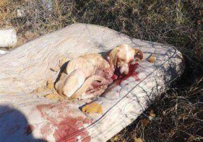 Un polic�a fusil� a una perra y le mat� un cachorro 