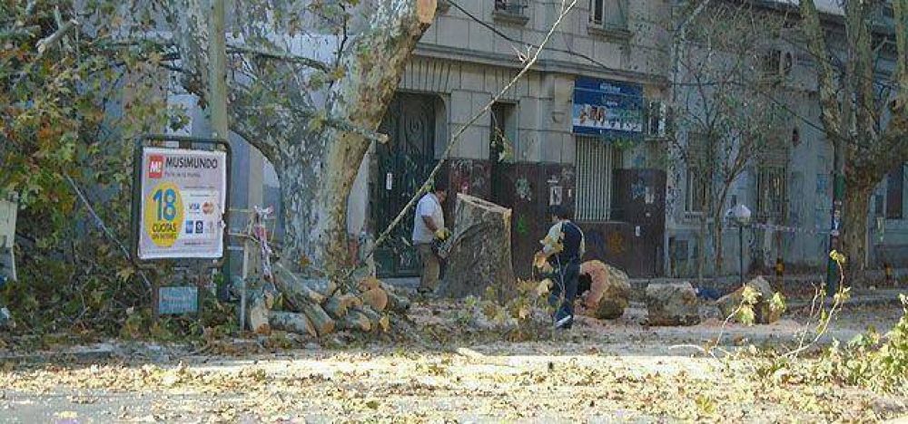 Renovadas quejas por la extracci�n de �rboles centenarios