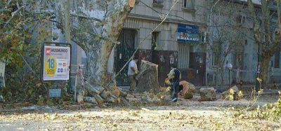 Renovadas quejas por la extracci�n de �rboles centenarios