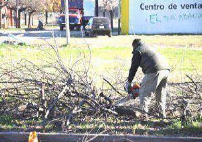 Trabajos de poda en avenidas de la ciudad