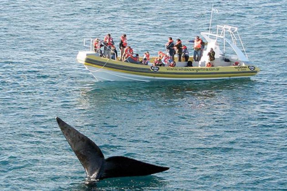 Pennsula Valds se reafirma como el mejor lugar del mundo para el avistaje de ballenas