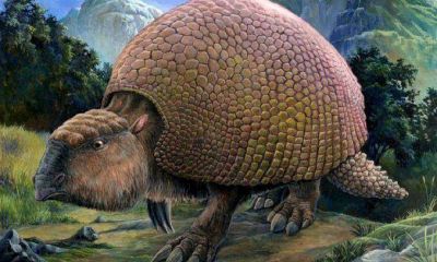 Hallan restos f�siles en una cava de Vialidad Municipal