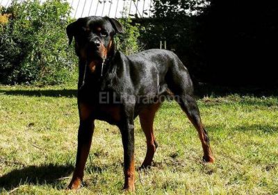 Rottweiler mat� a una beba en Rosario