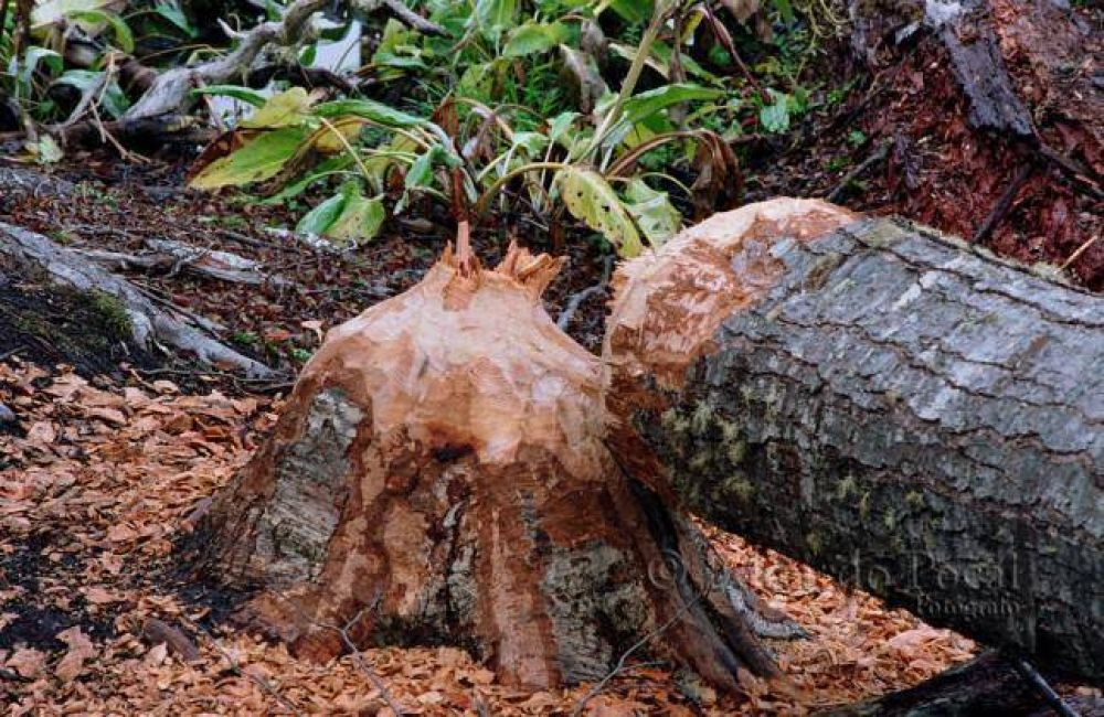 La plaga que avanza y amenaza a Bariloche