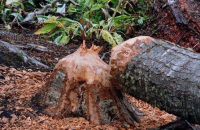 La plaga que avanza y amenaza a Bariloche