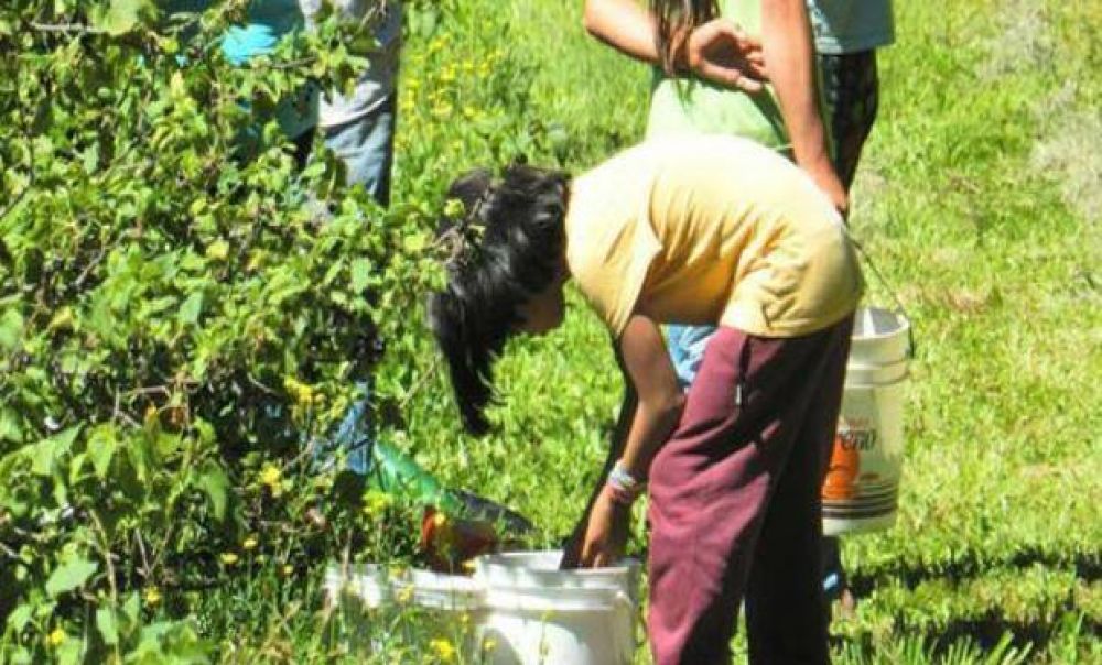 Casasola alert por los altos ndices de trabajo infantil en el partido de General Pueyrredon