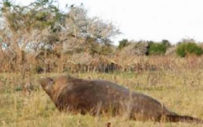 Ins�lito: Encontraron un lobo marino en un campo de Punta Piedras