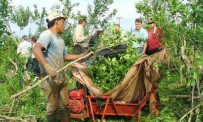Yerba Mate: Productores reclaman nuevo precio, tras el reconocimiento de Naci�n