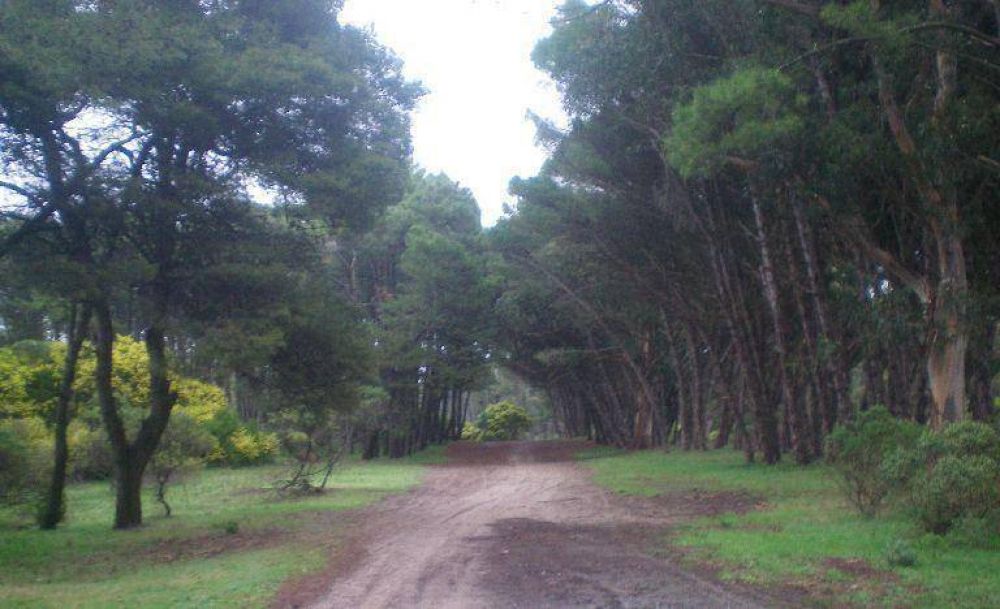 Llega al vivero de Miramar el Campeonato Provincial de Cross Country