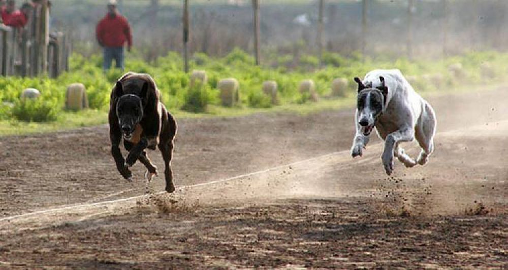 Ejecutivo present� proyecto para derogar las carreras de galgos