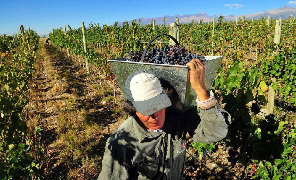 La vitivinicultura deber tributar unos $ 100 millones, si se sanciona una ley