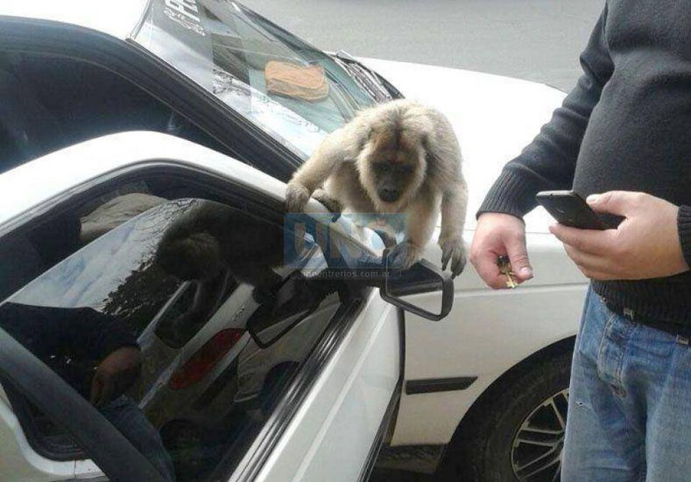 Un mono suelto fue la atracci�n frente al hospital San Mart�n