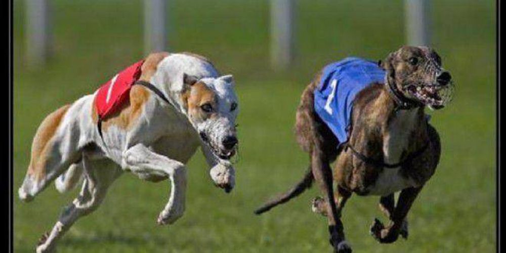 Condenan con arresto y multa a dolorense que organiz� carreras y apuestas con galgos