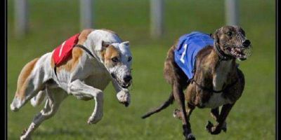 Condenan con arresto y multa a dolorense que organiz� carreras y apuestas con galgos
