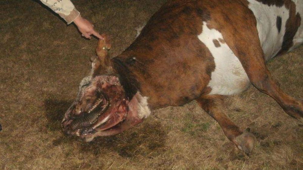 El regreso del chupacabras?: Apareci una vaca mutilada en Entre Ros