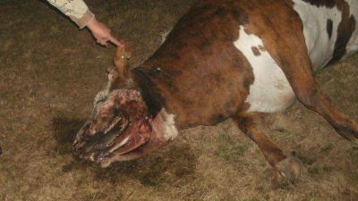 �El regreso del chupacabras?: Apareci� una vaca mutilada en Entre R�os