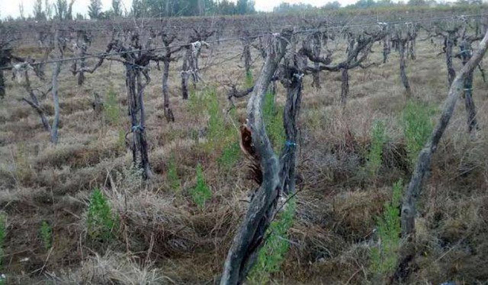 Vi�ateros realizaron un relevamiento de vi�edos sin cosechar