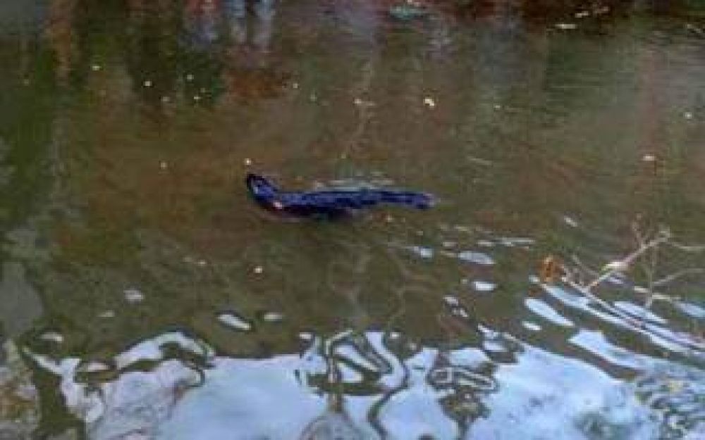 Apareci� un lobo marino en un arroyo de Punta Lara