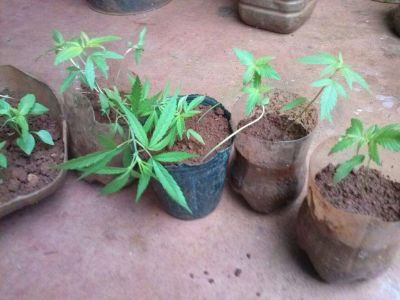 Secuestran plantines de marihuana en Guerrero