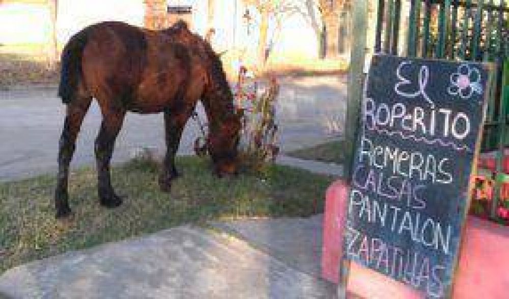 M�s caballos sueltos, m�s inconvenientes