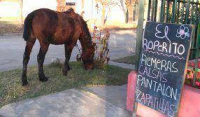 M�s caballos sueltos, m�s inconvenientes
