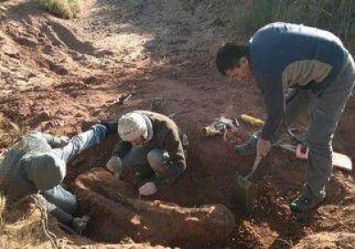 Hallan restos de dinosaurio en cercan�as de Plottier 