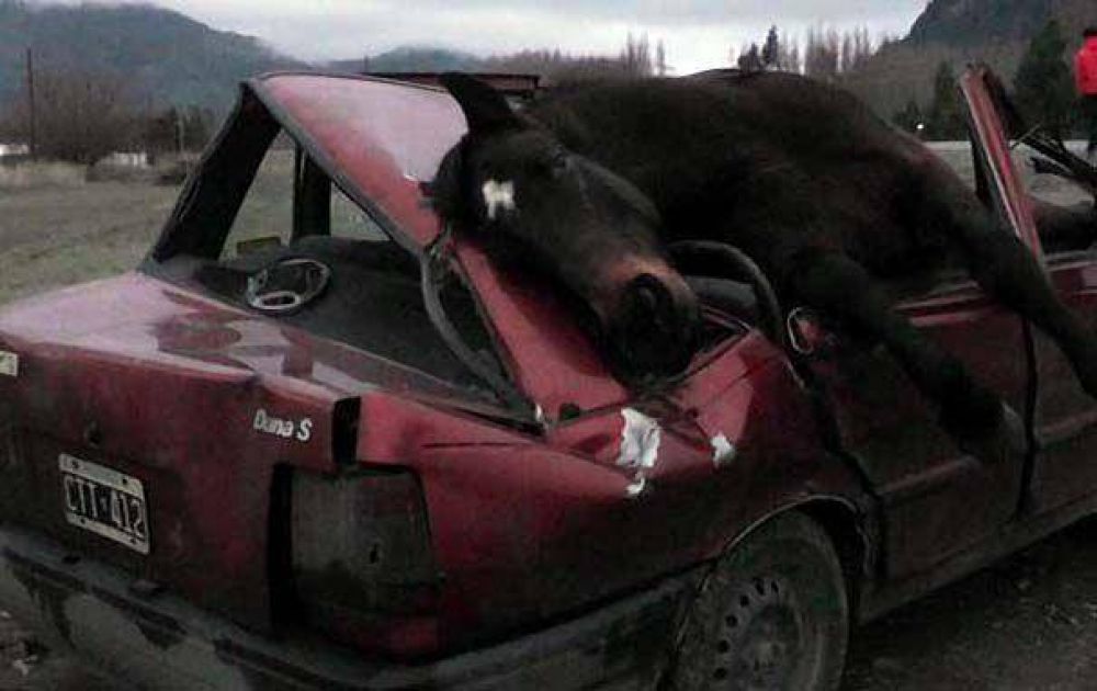 Salv� su vida tras chocar contra un caballo en El Bols�n