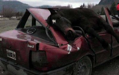 Salv� su vida tras chocar contra un caballo en El Bols�n