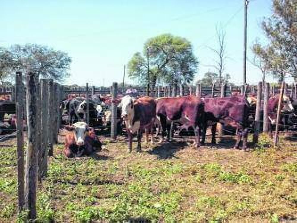 Buen resultado de remate de unos 1.400 vacunos en Stroeder