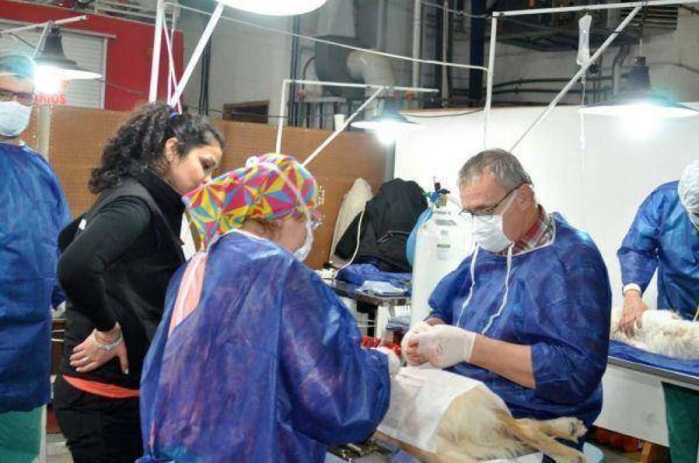 M�s de 120 animales fueron intervenidos en la segunda castraci�n masiva de mascotas