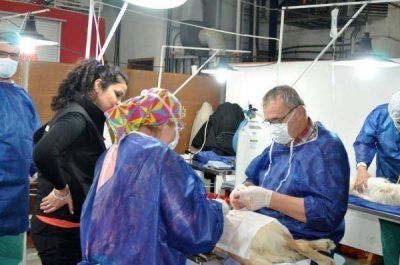 M�s de 120 animales fueron intervenidos en la segunda castraci�n masiva de mascotas