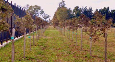 Forestaci�n y cuidado del medio ambiente