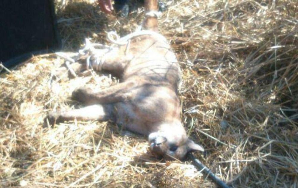 Hallaron un puma en el patio de una casa en C�rdoba