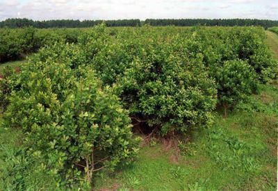 El Gobierno defiende el precio de la yerba: �est� mejor que otros a�os�
