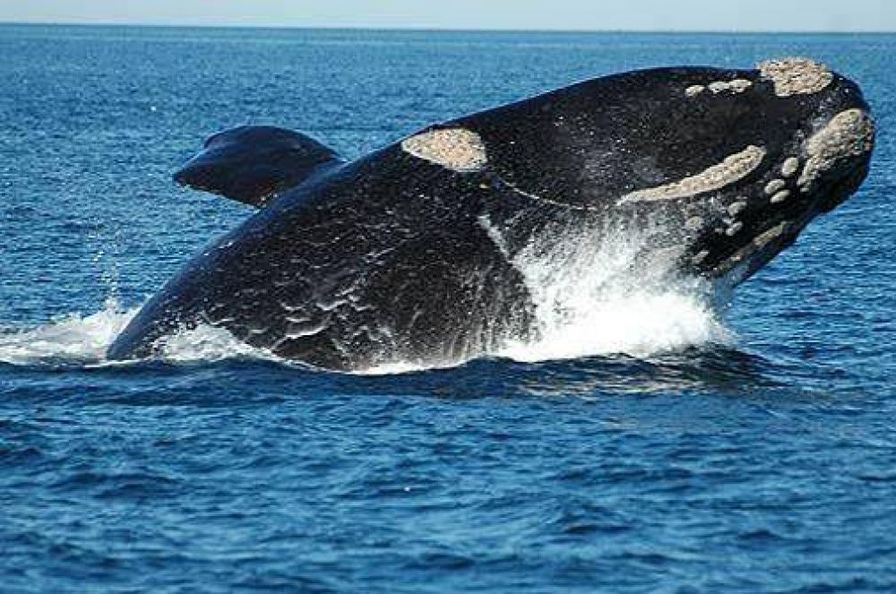 Ya se ven ballenas en la costa de Miramar