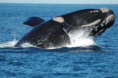 Ya se ven ballenas en la costa de Miramar