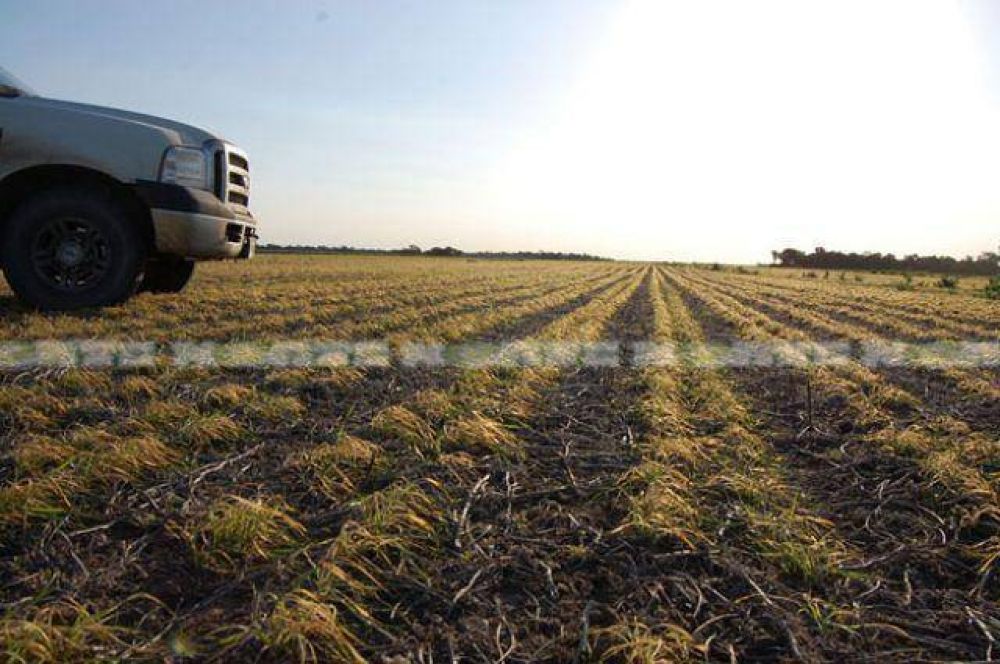 Dr�stica ca�da de la superficie sembrada con trigo en el Chaco: solo 63.570 hect�reas