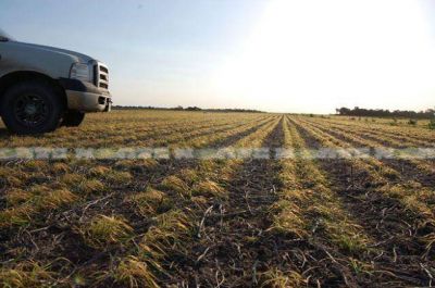 Dr�stica ca�da de la superficie sembrada con trigo en el Chaco: solo 63.570 hect�reas